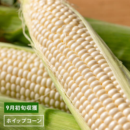 幻の白いとうもろこし「ホイップコーン」