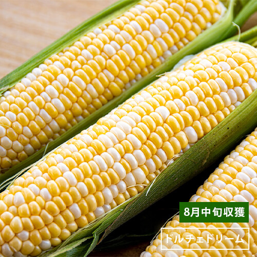 バイカラーのとうもろこし「ドルチェドリーム」