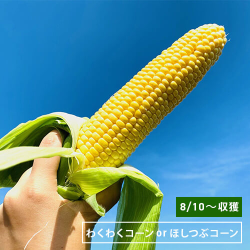 北海道当別産わくわくコーンorほしつぶコーン