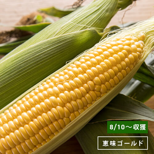 北海道当別産とうもろこし「恵味ゴールド」