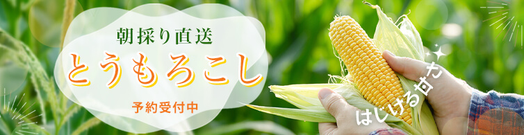 北海道のとうもろこしはいかがですか？